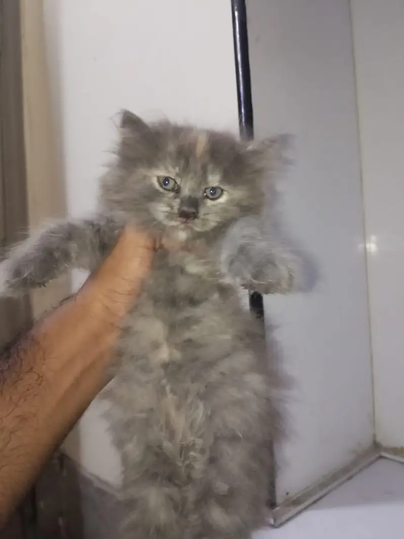 Persian cat /kitten/ black long hair kitten — photo 3