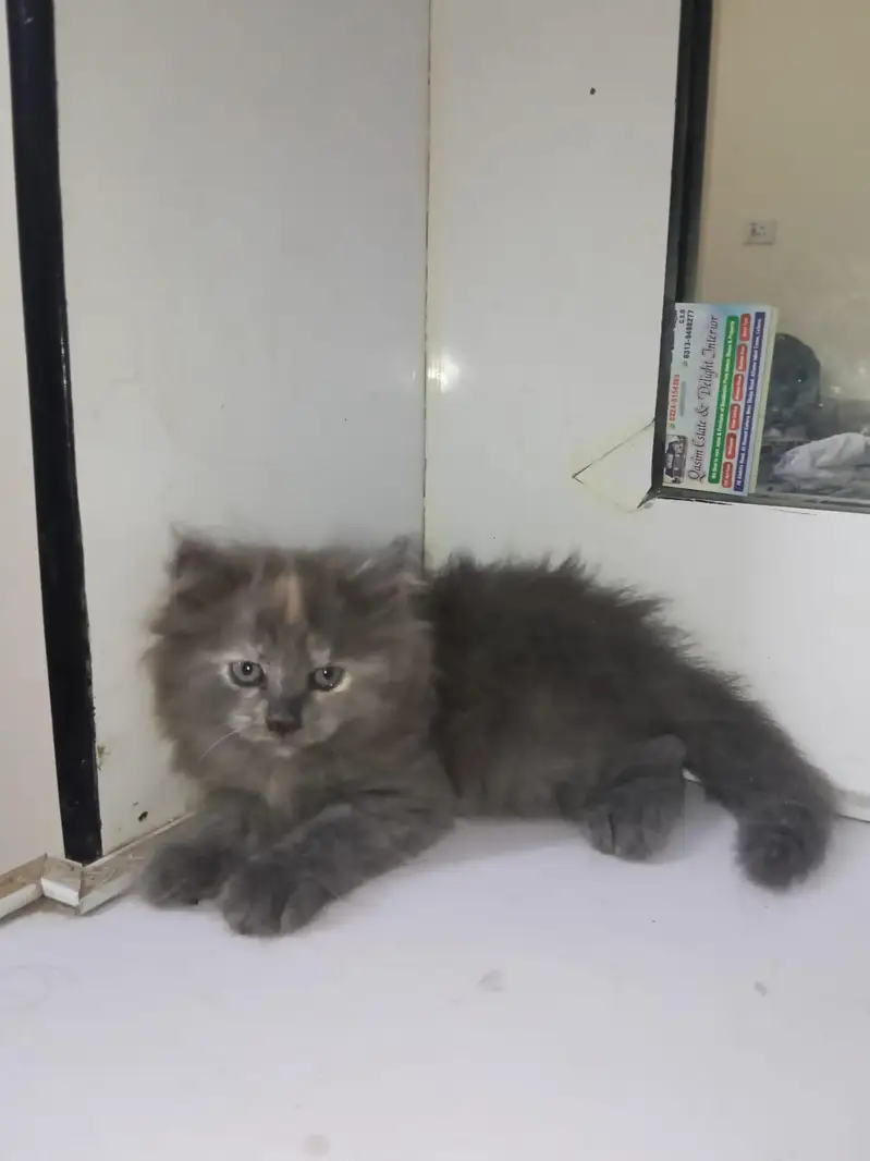 Persian cat /kitten/ black long hair kitten — photo 4