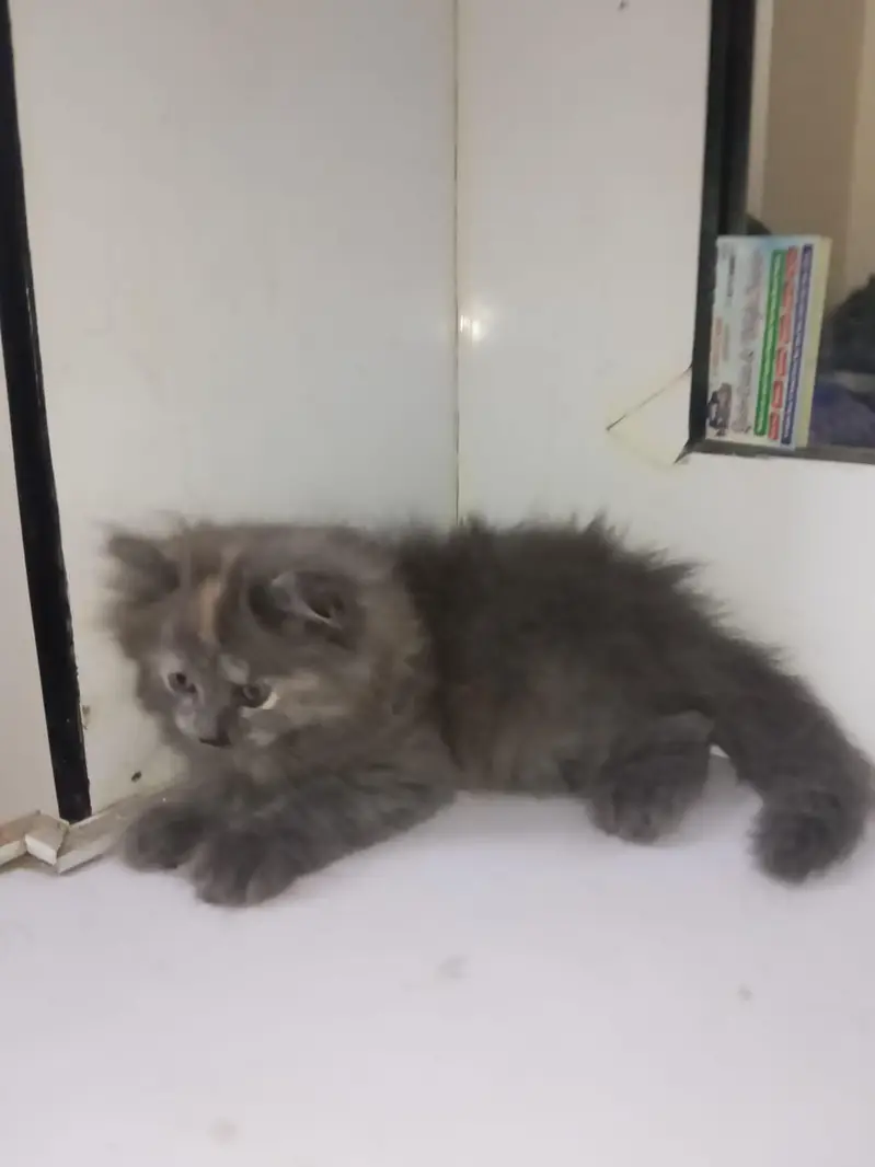 Persian cat /kitten/ black long hair kitten — photo 5