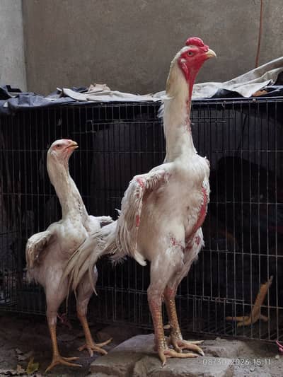 White Shamo Pair | Getman Aseel Shamo | Hopeland | Exchange Possible
