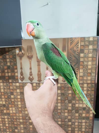raw parrot Tame patha