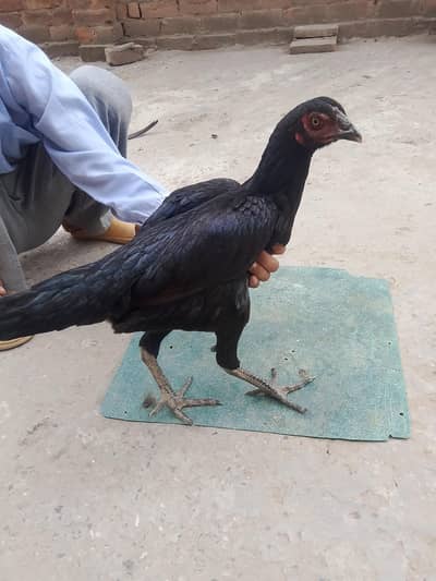 Black thai and pkoya cross female for sale
