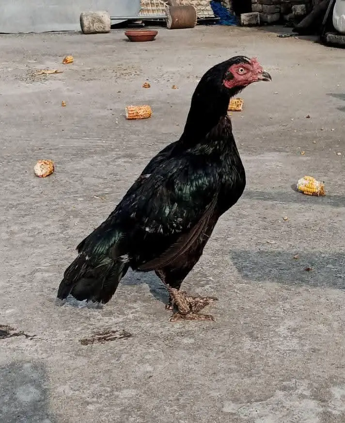 mushki lasani Kili taj Madi eggs grnty — photo 2