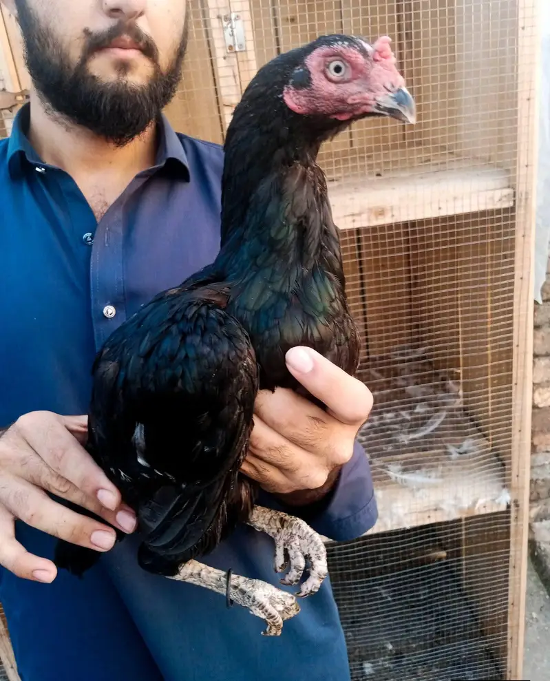 mushki lasani Kili taj Madi eggs grnty — photo 3