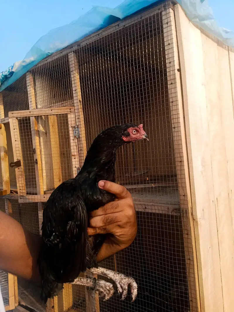 mushki lasani Kili taj Madi eggs grnty — photo 4