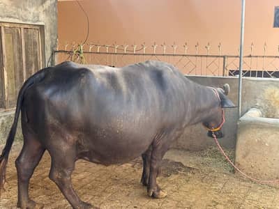 Buffalo for Sale