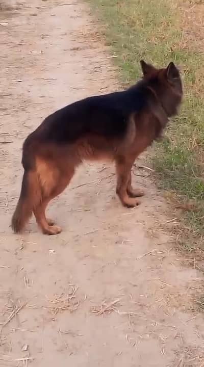 Garman shaft long Cort dark color marking family dog