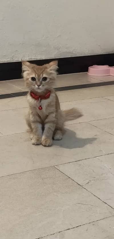Kitten available fawn colour