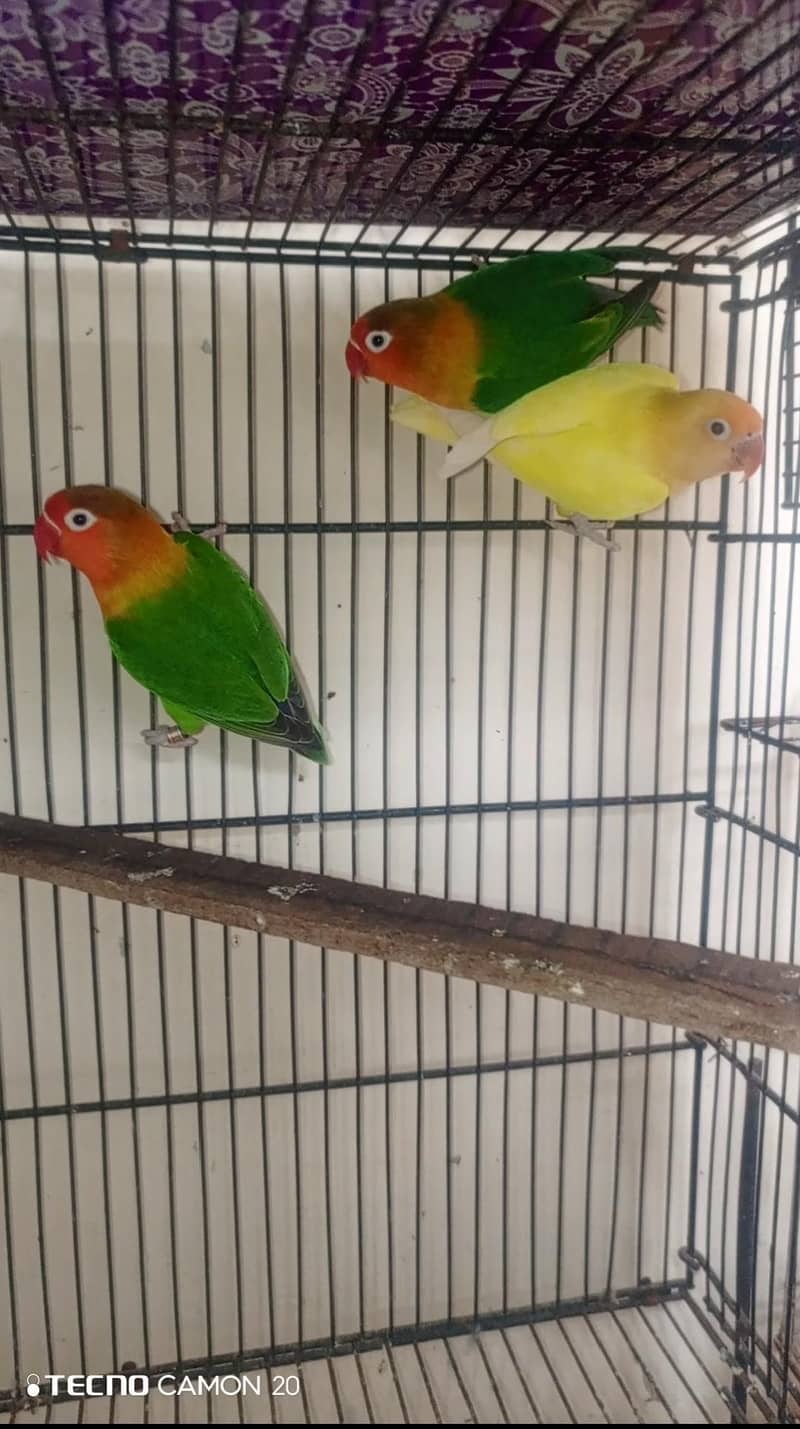Deacino 0