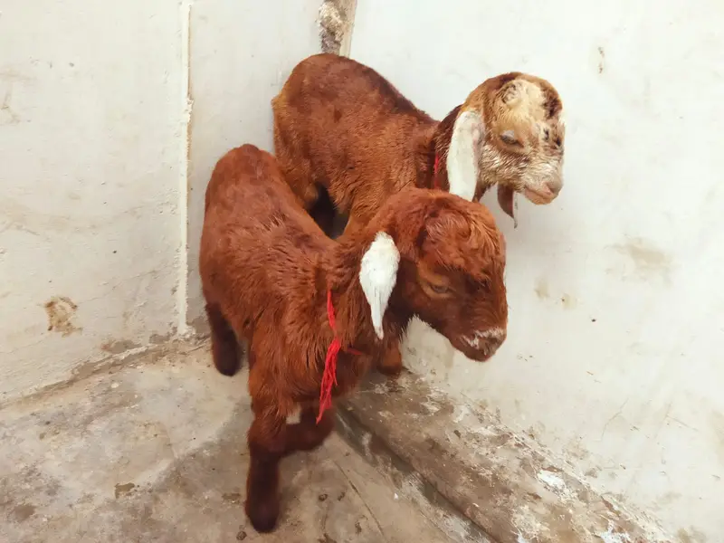 teedy Goat  | sindhi nasal goat kid  | High quality | 6 dant female | — photo 3