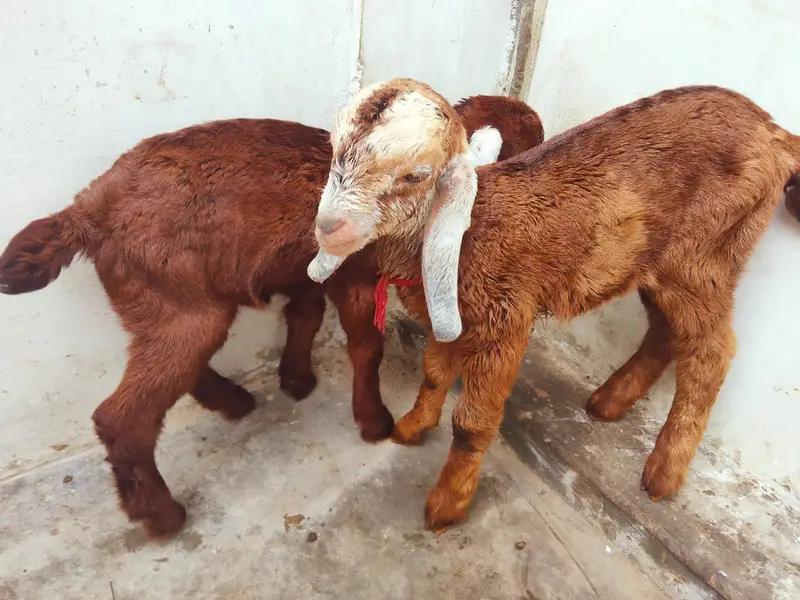 teedy Goat  | sindhi nasal goat kid  | High quality | 6 dant female | — photo 4