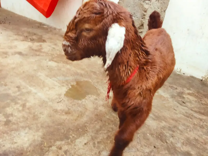 teedy Goat  | sindhi nasal goat kid  | High quality | 6 dant female | — photo 5