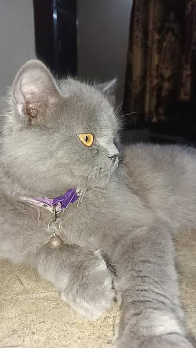 Persian male cat