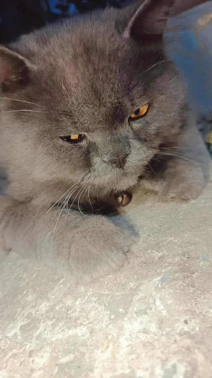 Persian male cat — photo 2