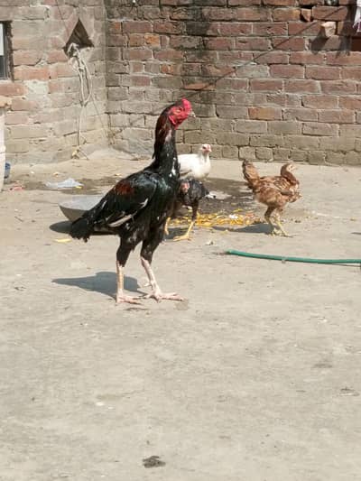 Aseel murga for sale