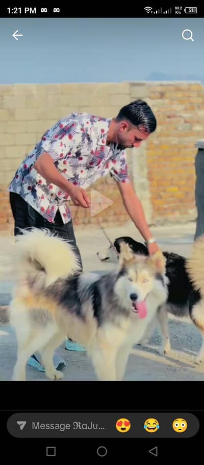 Alaskan malamute male for sale