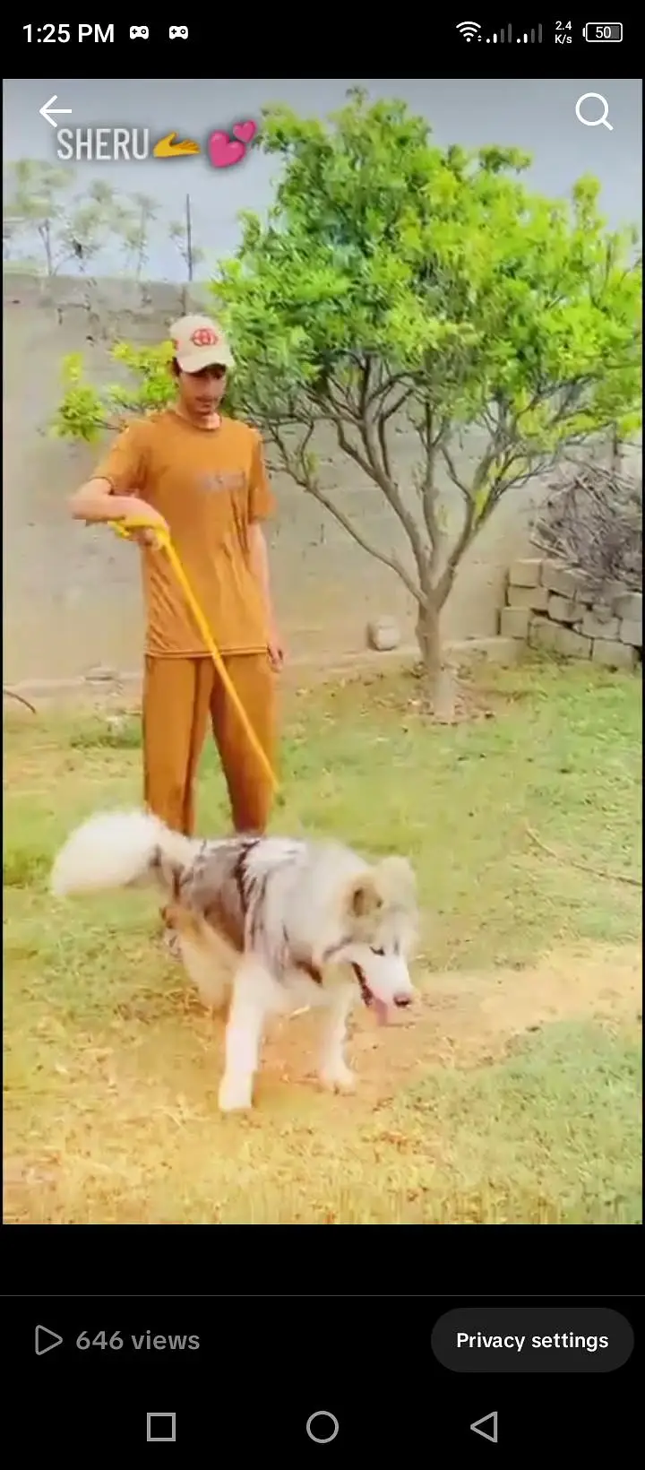 Alaskan malamute male for sale — photo 4