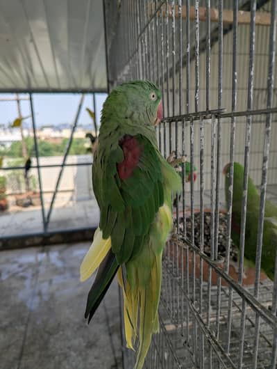 Raw Parrot Breeder Female
