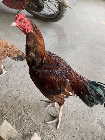 Aseel Mianwali Pair 07 Months Age Male or Female