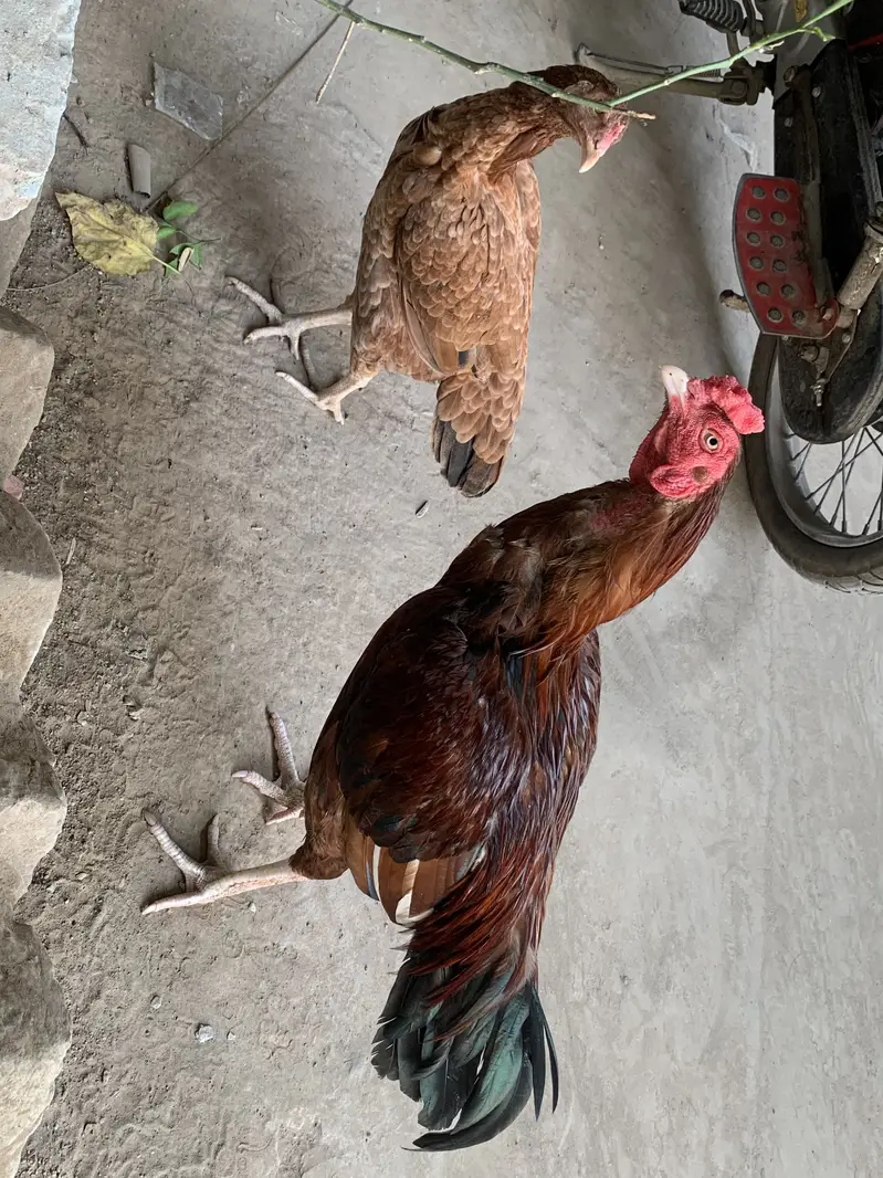 Aseel Mianwali Pair 07 Months Age Male or Female — photo 2