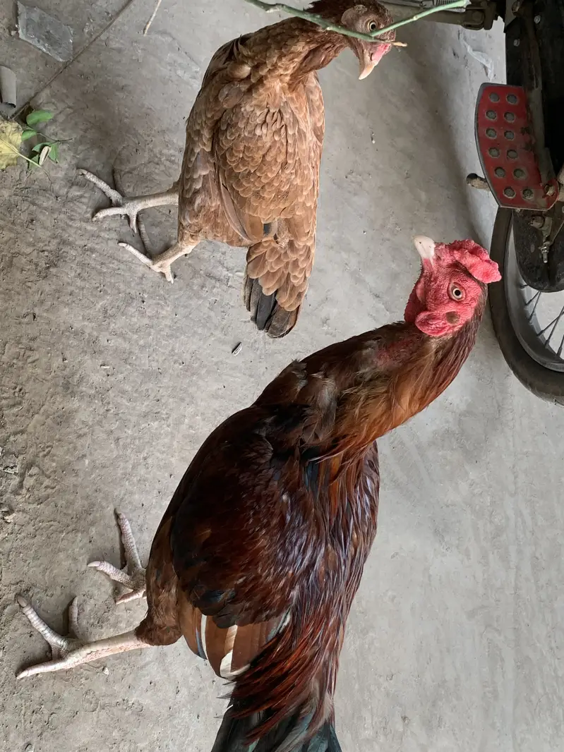 Aseel Mianwali Pair 07 Months Age Male or Female — photo 3