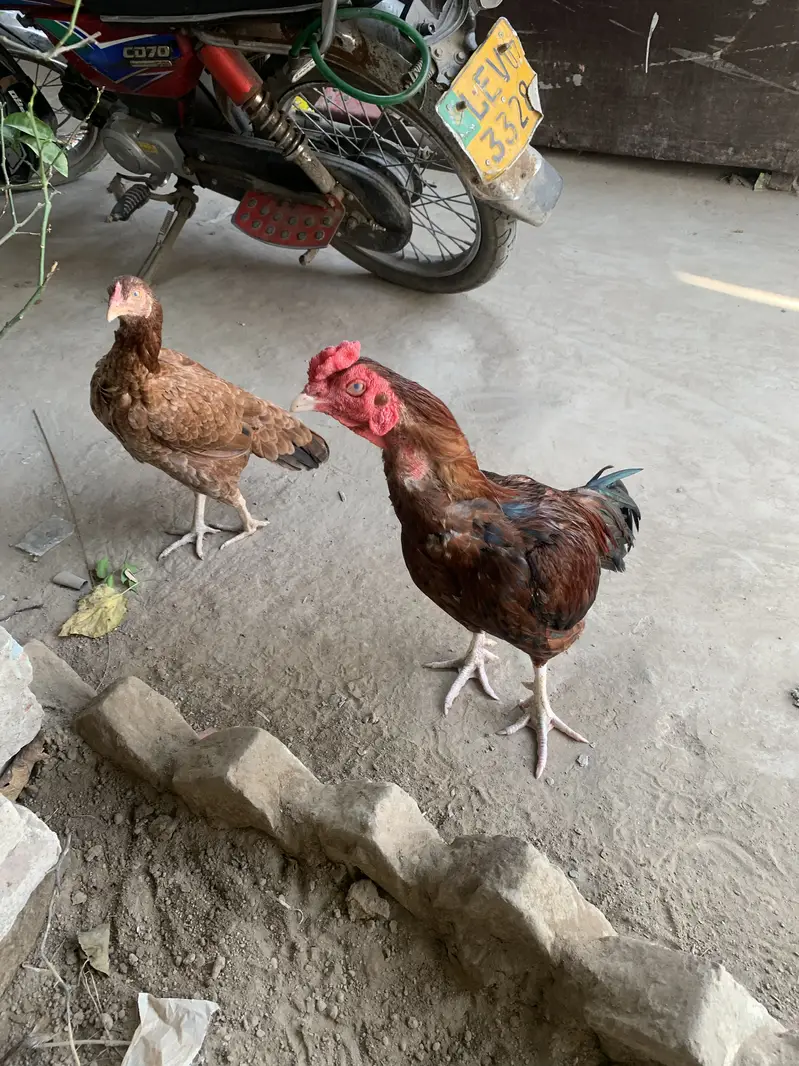 Aseel Mianwali Pair 07 Months Age Male or Female — photo 4