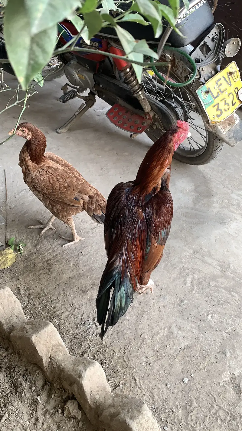 Aseel Mianwali Pair 07 Months Age Male or Female — photo 5