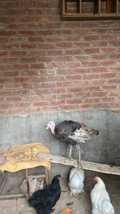 Ready to breed male