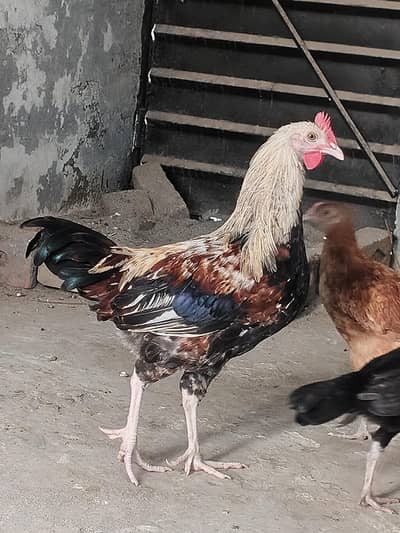ek male or female hai ye brown female hai