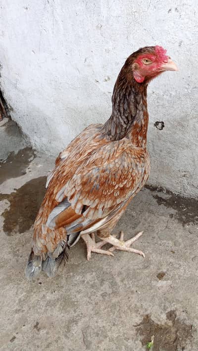 Aseel murge for sale.