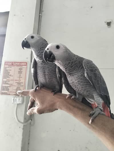 Congo Grey Parrot