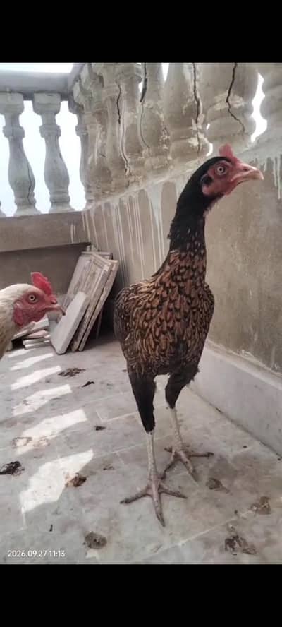 Asseel Chicken, Dasi Chicken and Sindhi Chicken Ready to Lay Eggs For
