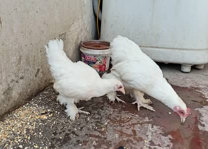 White Bantam Pair