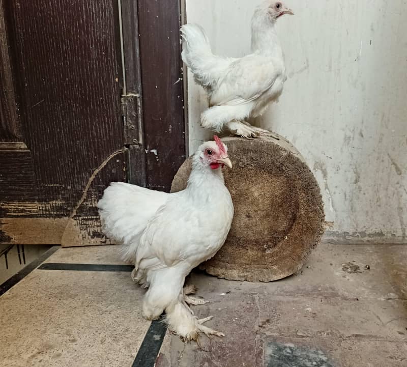 White Bantam Pair 1