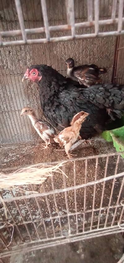 aseel hen with 4 chicks