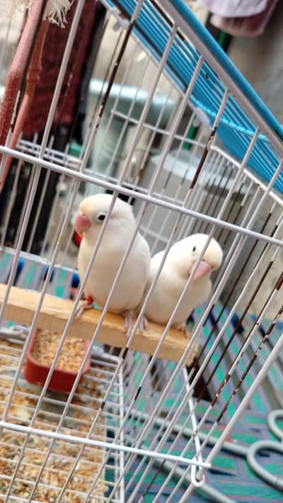 alibino love bird for sale