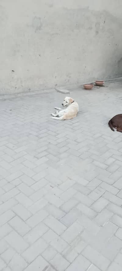 labra female