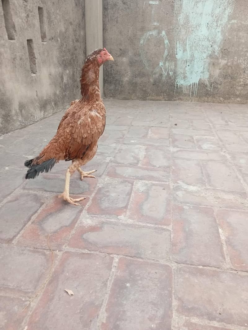aseel pathi 1