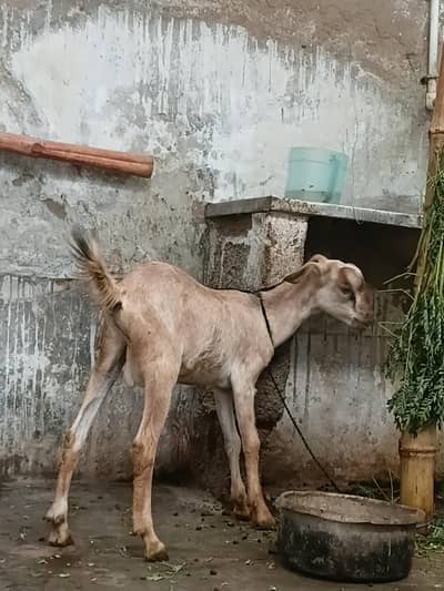 munda tapra bakra