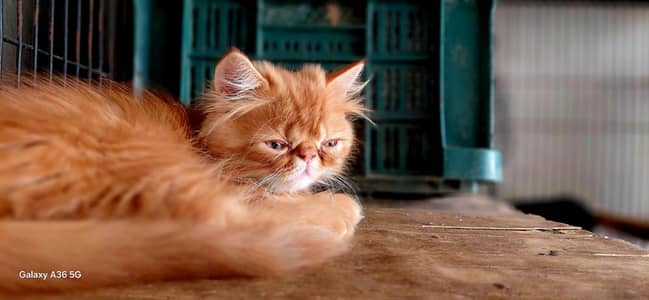 Adorable Orange Peke-Face Persian Cat – Cute Fluffy Ginger Kitten