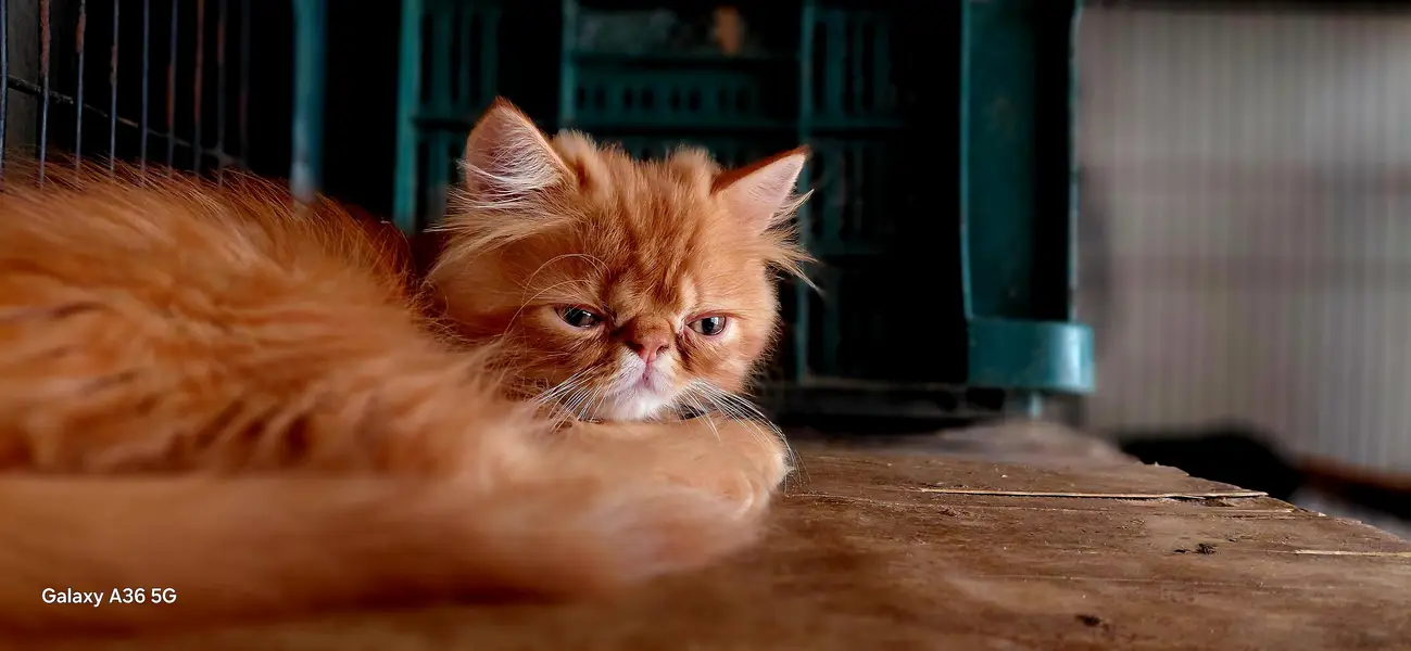 Adorable Orange Peke-Face Persian Cat – Cute Fluffy Ginger Kitten — photo 2