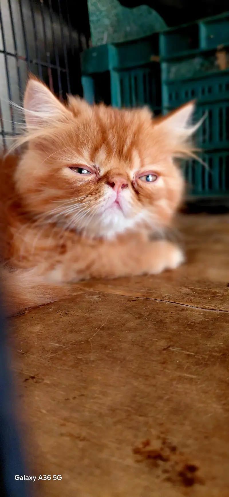 Adorable Orange Peke-Face Persian Cat – Cute Fluffy Ginger Kitten — photo 3