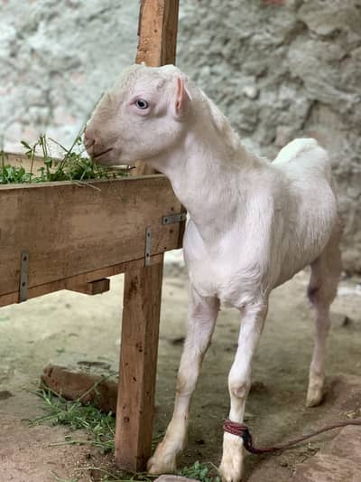 Makhi cheeni / teddy female / Tedda male Gabban bakriya