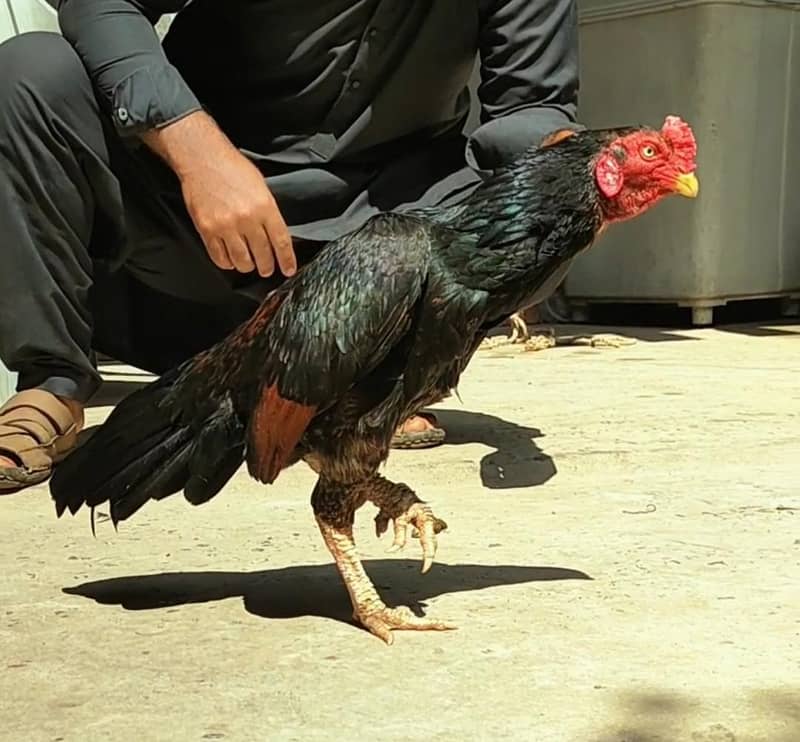 Madi para patha 1