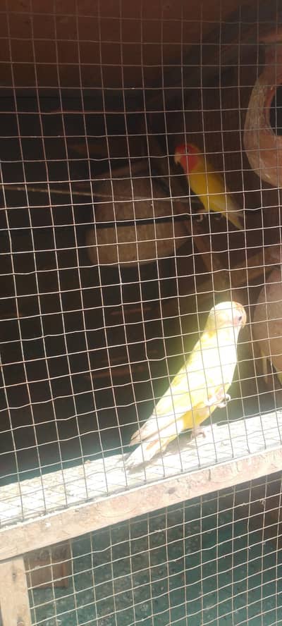 4 birds lodino