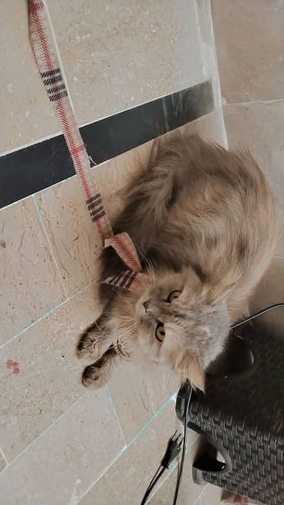 Beautiful Persian cat
