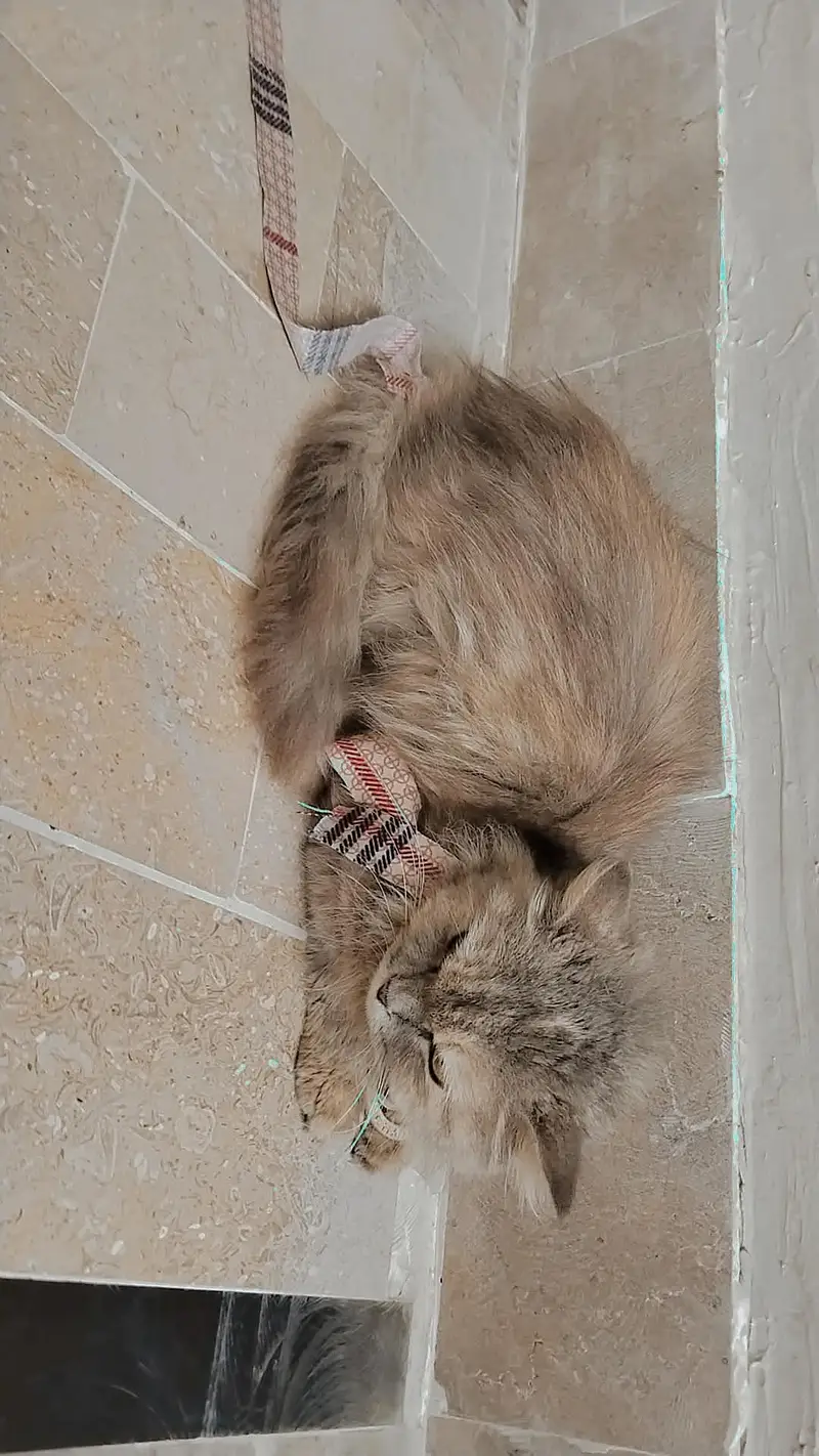 Beautiful Persian cat — photo 2