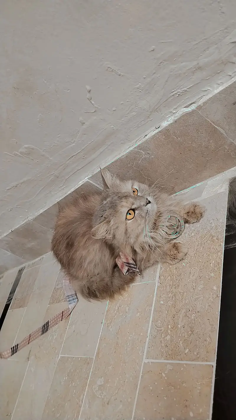 Beautiful Persian cat — photo 3