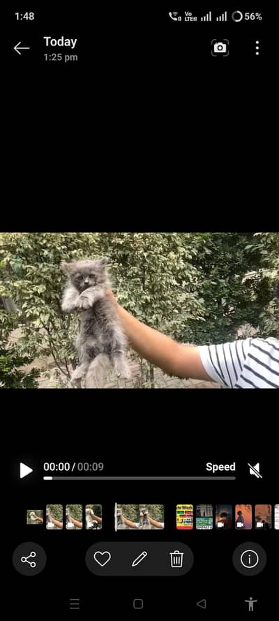 Persian Cat for sale - grey and white. Only Message