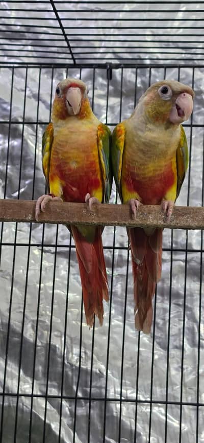 Split lutino conure parrot pair with mutation test